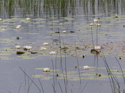 6th Jul 2014 -  Lilies on Loch Garten