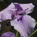 Japanese Iris by falcon11