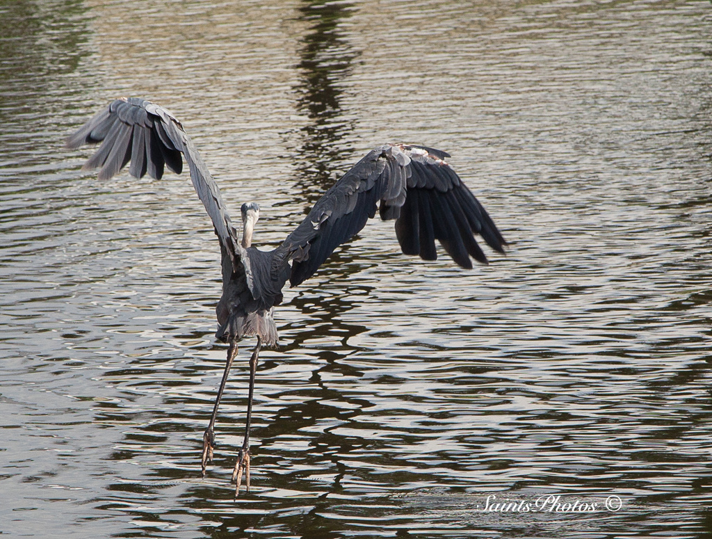 Great Blue Heron #2 by stcyr1up
