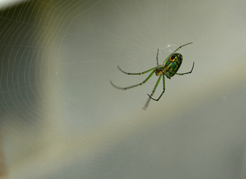 spider in the sun by francoise