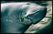 25th May 2014 - Dugong - 'lady of the sea'