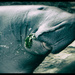 Dugong - 'lady of the sea' by annied