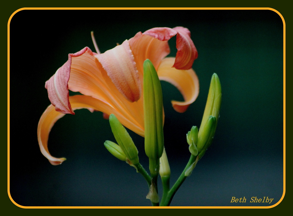 Pink and yellow daylily by vernabeth