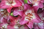 6th Jul 2014 - Layers Of Lilies