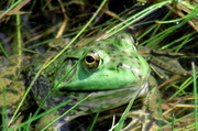 6th Jul 2014 - Frog