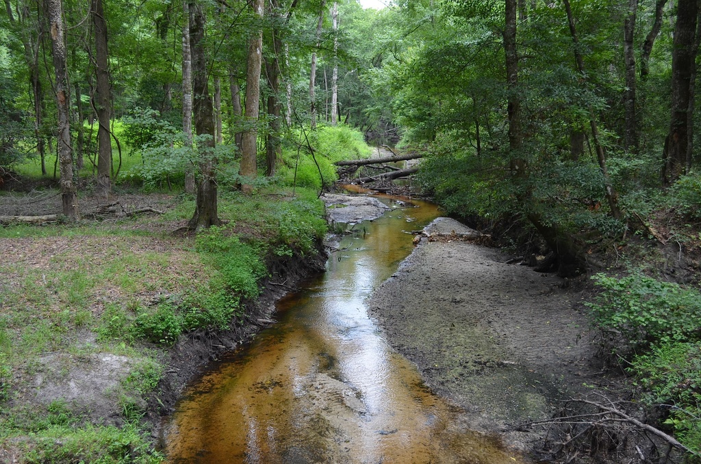 Ireland Creek, Great Swamp Sanctuary, Walterboro, SC by congaree