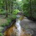 Ireland Creek, Great Swamp Sanctuary, Walterboro, SC by congaree