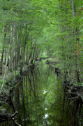 6th Jul 2014 - Ireland Creek, Great Swamp Sanctuary, Walterboro, SC