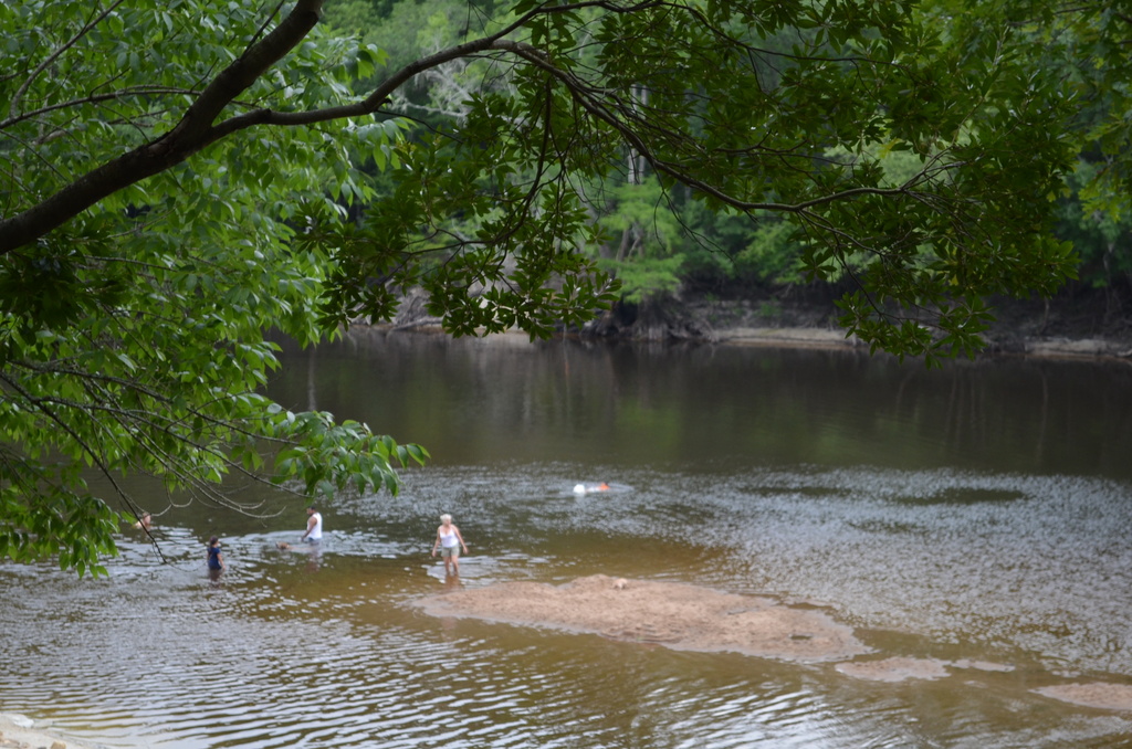 A summer day at the Edisto River, Givhans Ferry State Park, SC by congaree
