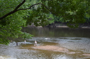 6th Jul 2014 - A summer day at the Edisto River, Givhans Ferry State Park, SC
