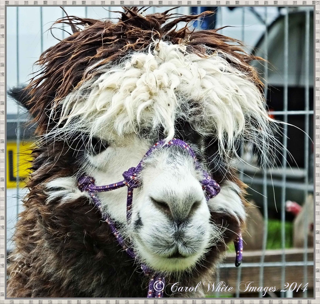 Wanted.....Hairdresser For Alpaca! by carolmw