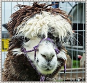 7th Jul 2014 - Wanted.....Hairdresser For Alpaca!