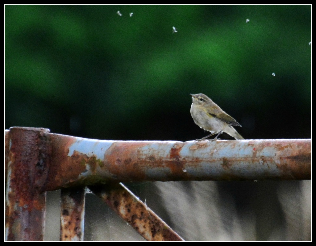 Chiffchaff or willow warbler on a rusty fence? by rosiekind