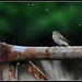 Chiffchaff or willow warbler on a rusty fence? by rosiekind