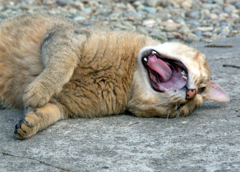 relaxed temple cat by vankrey