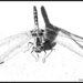 Dragonfly by radiogirl