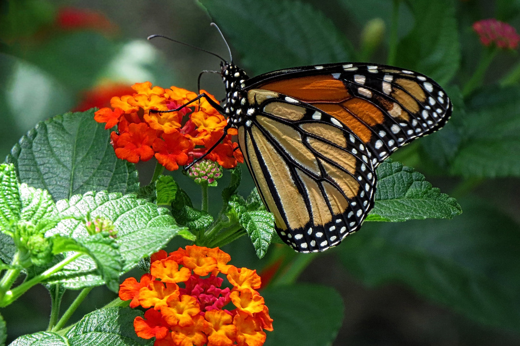 First Monarch Sighting by milaniet