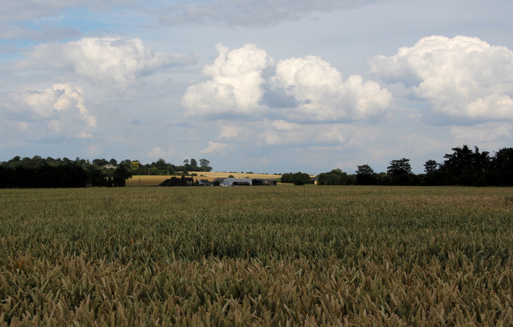 Wheat fields over Cambridgeshire by busylady
