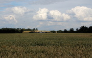 7th Jul 2014 - Wheat fields over Cambridgeshire