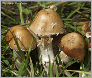 7th Jul 2014 - Small Mushrooms