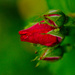  Rose bud by elisasaeter