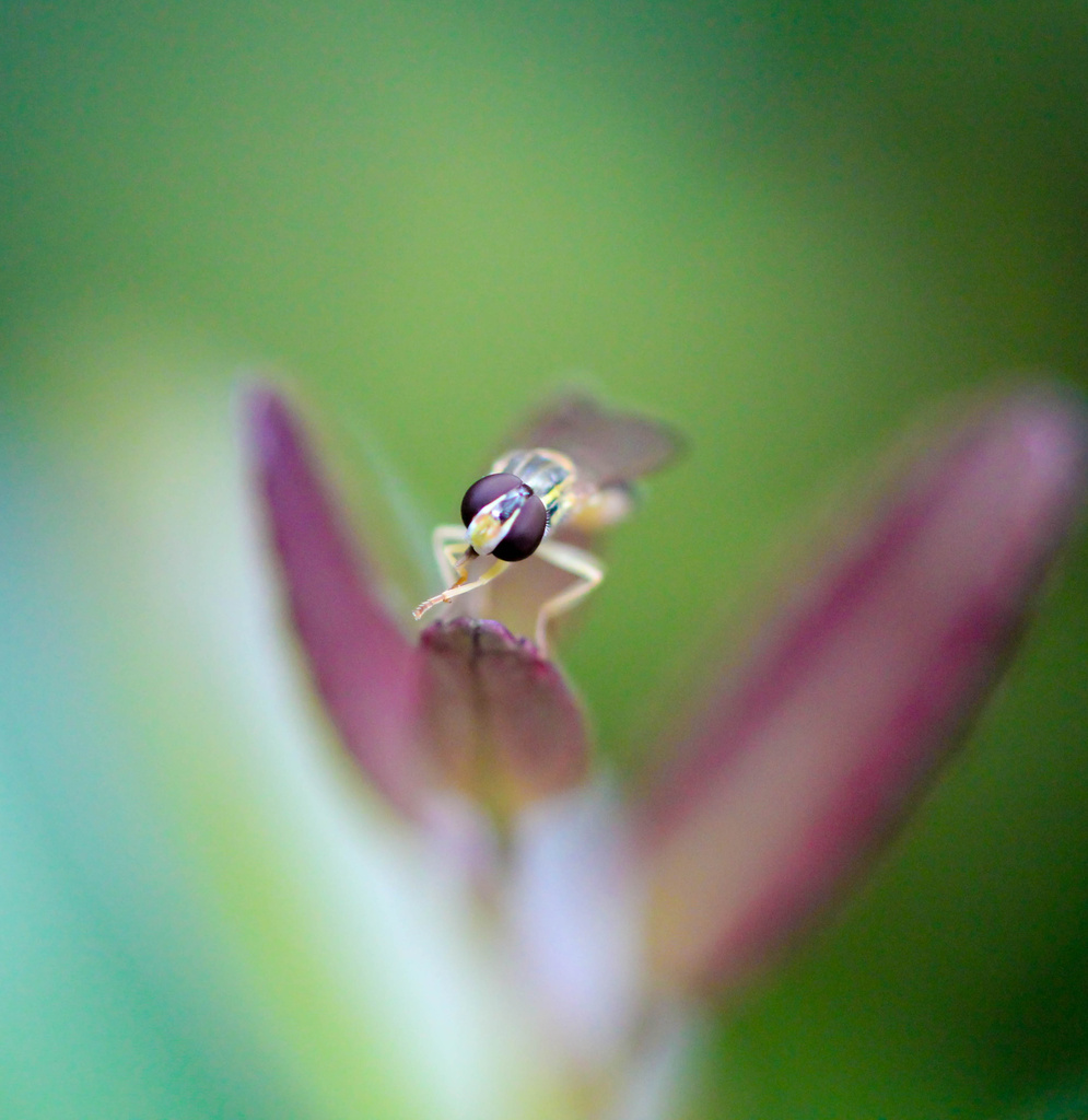 Portrait of a Hoverfly by tara11