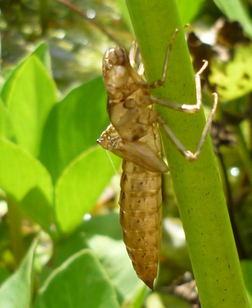 Dragonfly Exoskeleton by countrylassie