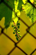 8th Jul 2014 - Vines Along the Fence