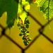 Vines Along the Fence by jayberg