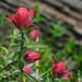 Colorado Wildflowers by lynne5477