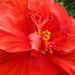 Hibiscus by april16