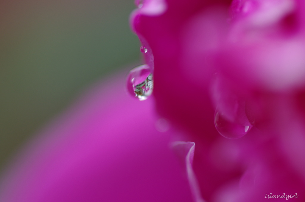 Peonie after the rain by radiogirl