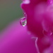 Peonie after the rain by radiogirl