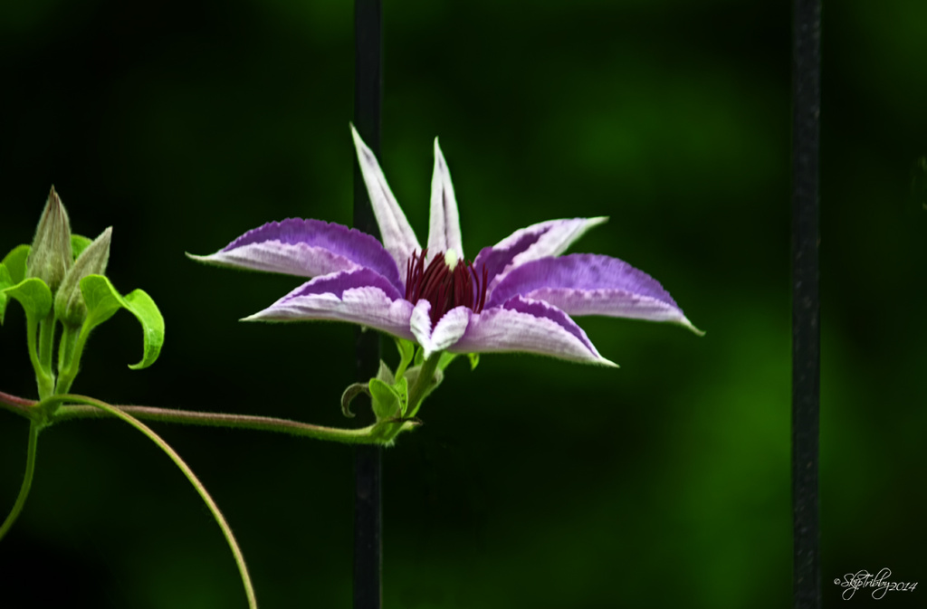 Clematis by skipt07