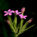 Grass Pinks by francoise