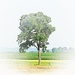 A Simple Tree by digitalrn