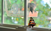 7th Jul 2014 - Bird Watching Butterfly