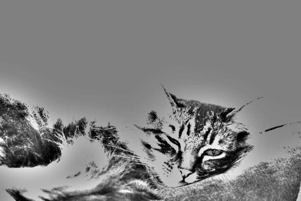 Sleeping cats lie by nanderson