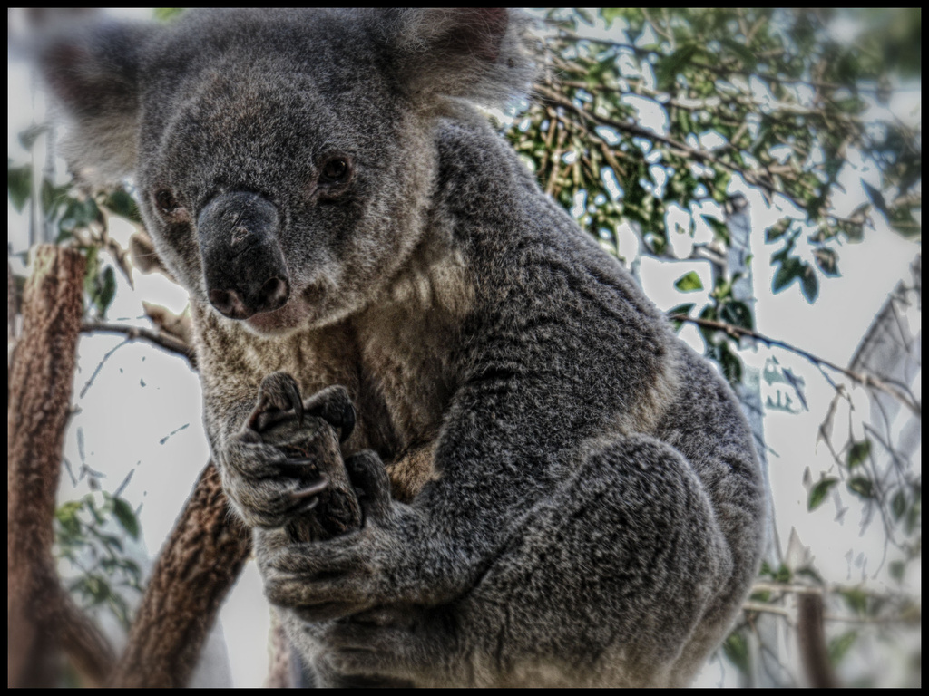 Koala by annied