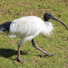 White Ibis by terryliv