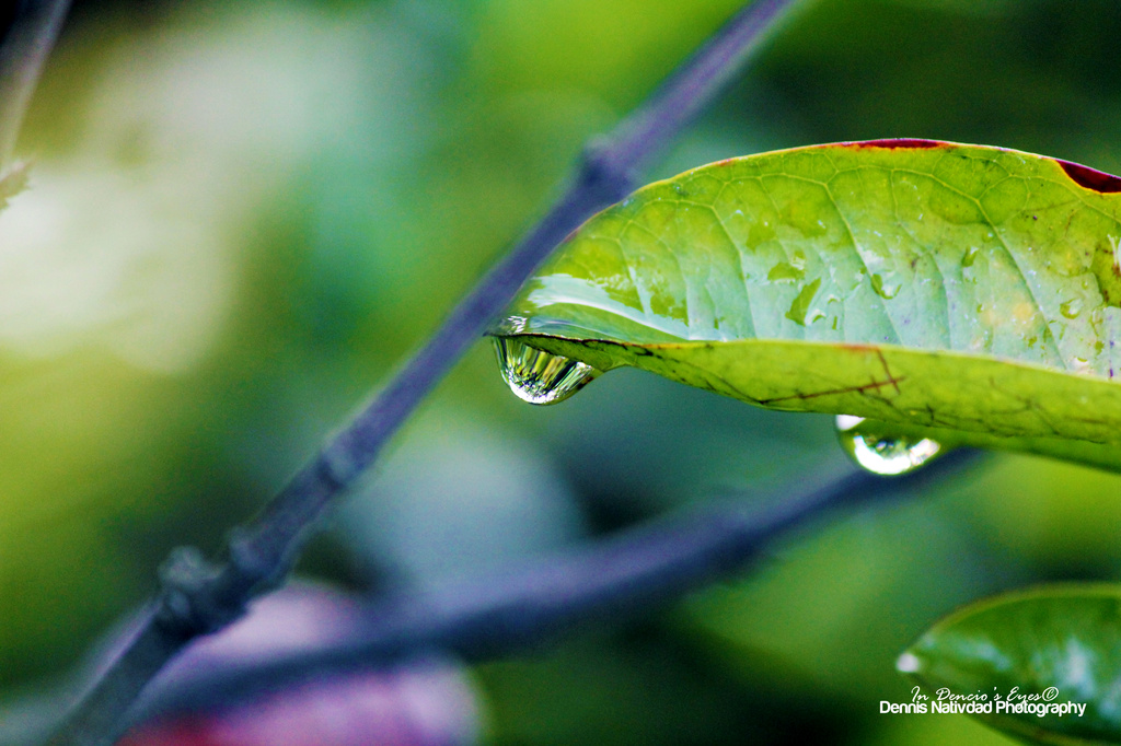 Raindrops by iamdencio