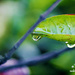 Raindrops by iamdencio