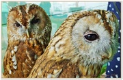 8th Jul 2014 - Tawny Owls