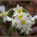 Daffodils by gosia