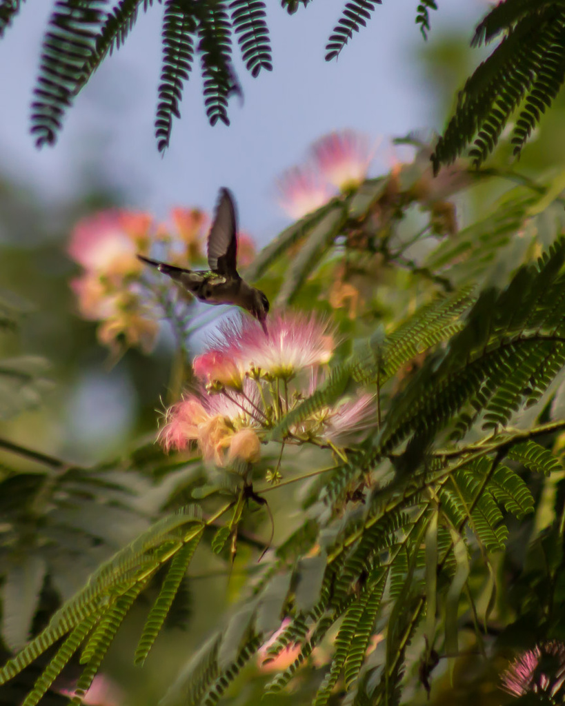 Mimosa in Bloom (with visitor!) by darylo