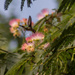 Mimosa in Bloom (with visitor!) by darylo
