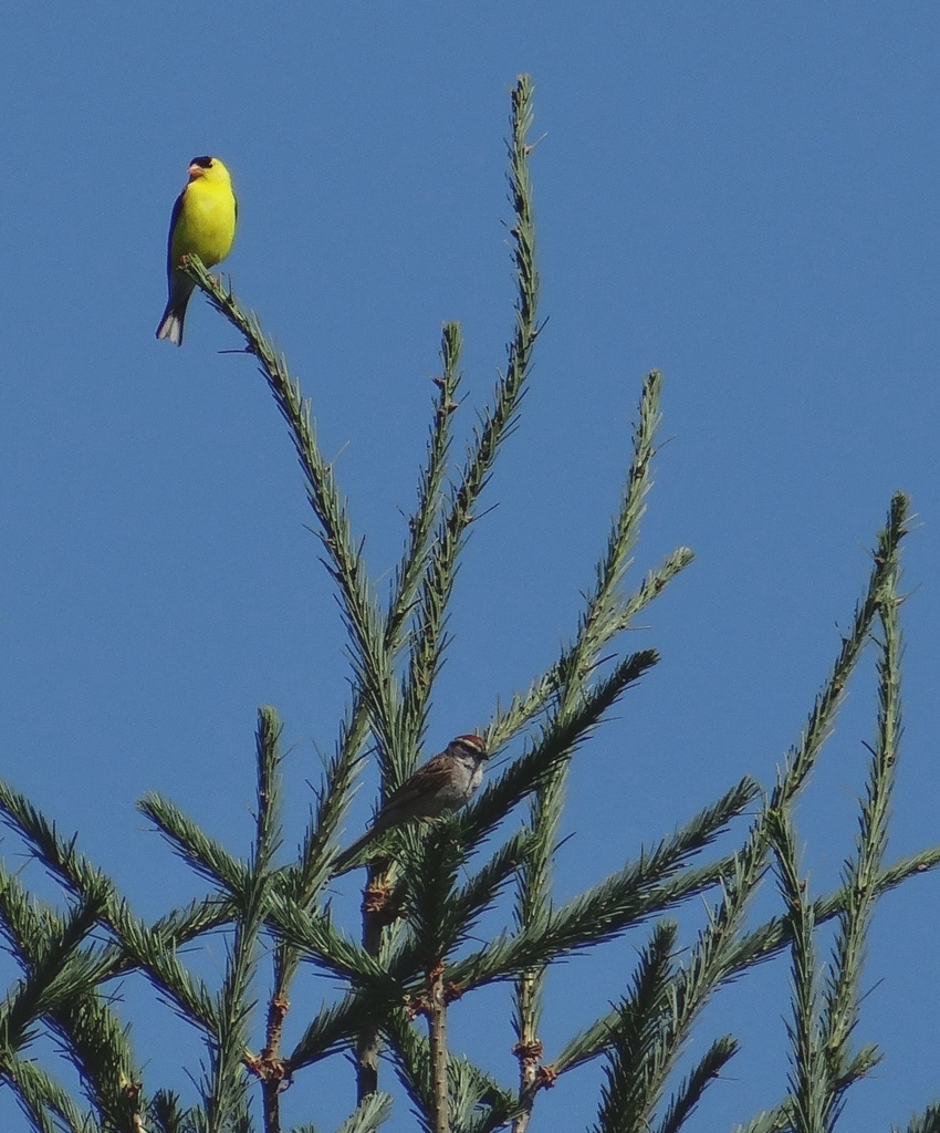 Goldfinch and Chipping Sparrow at top of tall tree by annepann