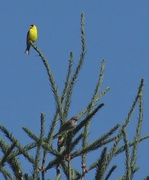 8th Jul 2014 - Goldfinch and Chipping Sparrow at top of tall tree