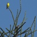 Goldfinch and Chipping Sparrow at top of tall tree by annepann