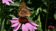 8th Jul 2014 - Butterfly on a flower